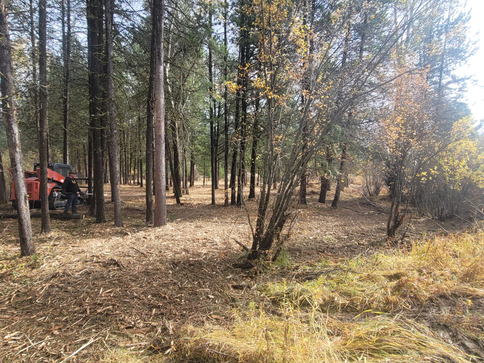 Overgrown timber stand thinned and mulched - after