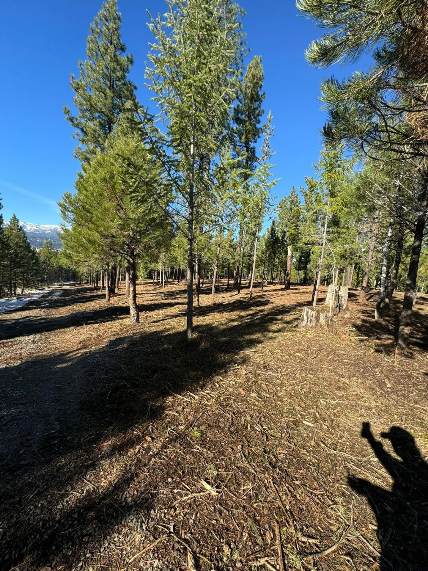 Mulched forest floor with mature pines