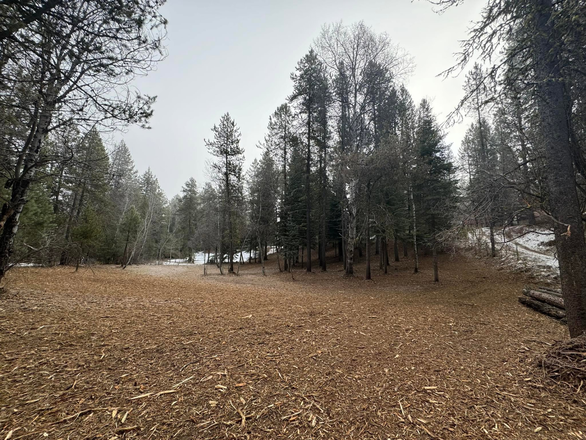 Cleared understory through a timber stand