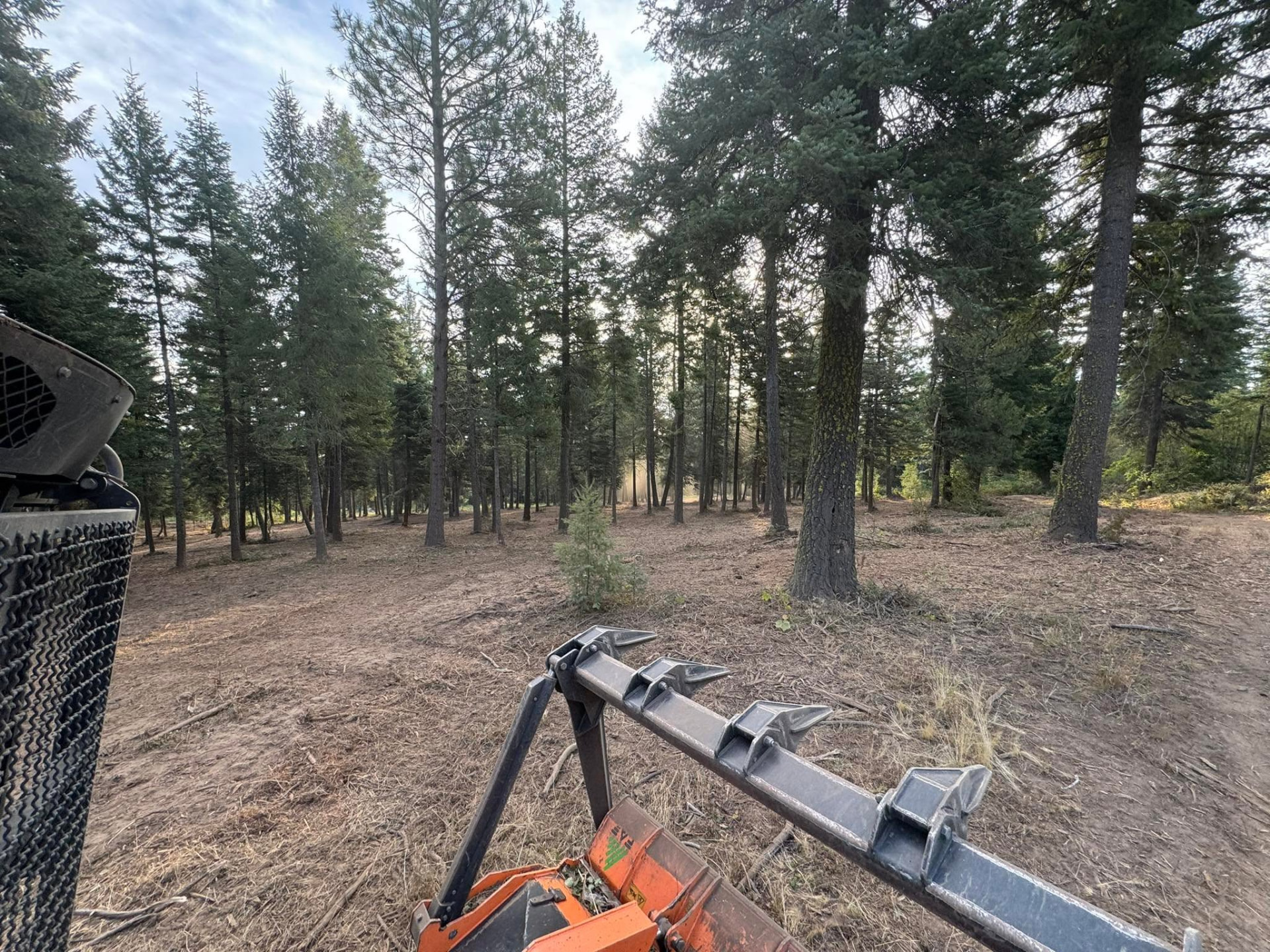 Dense understory mulched to open forest floor - after