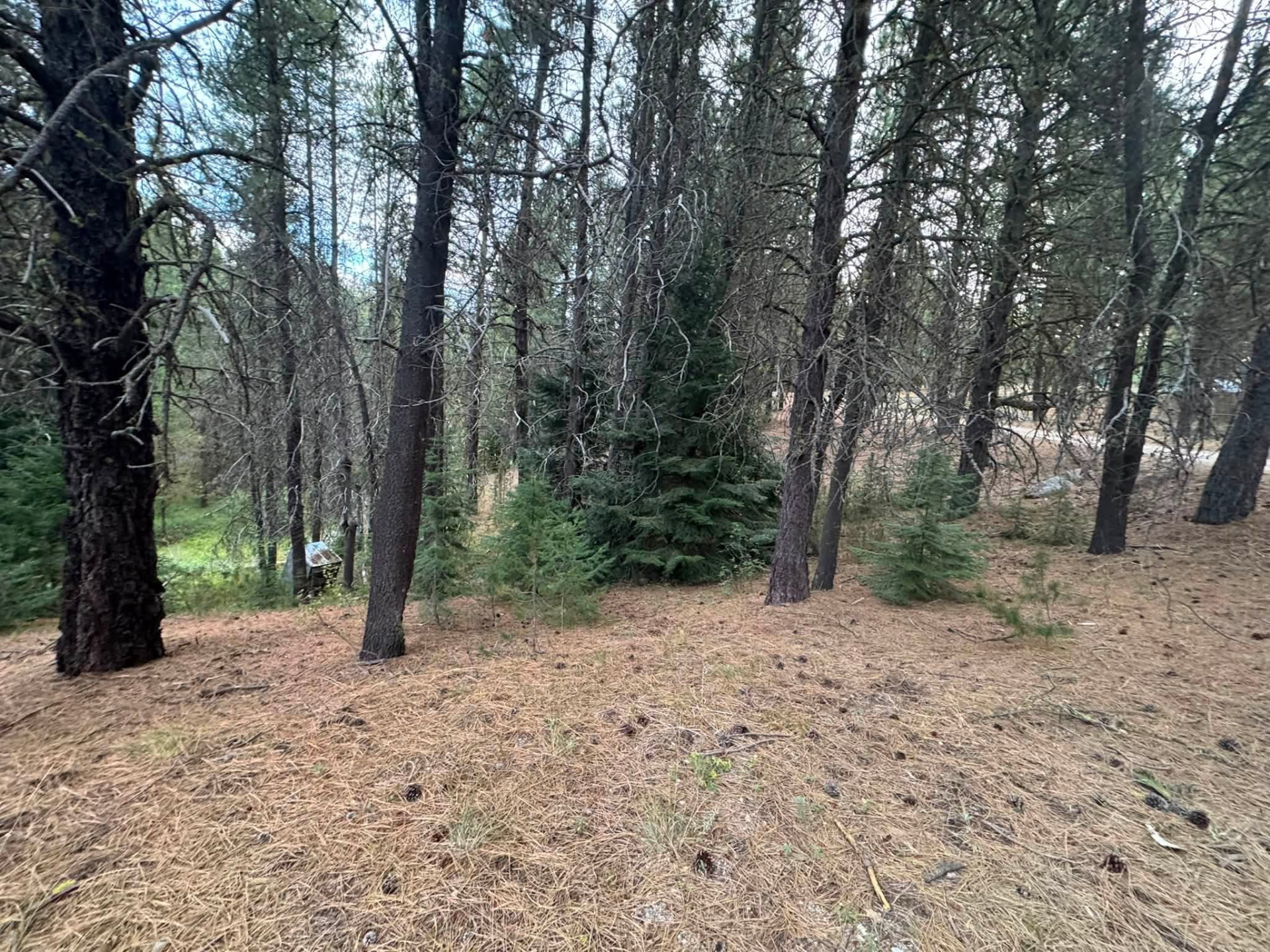 Clean, fire-wise forest thinning - before