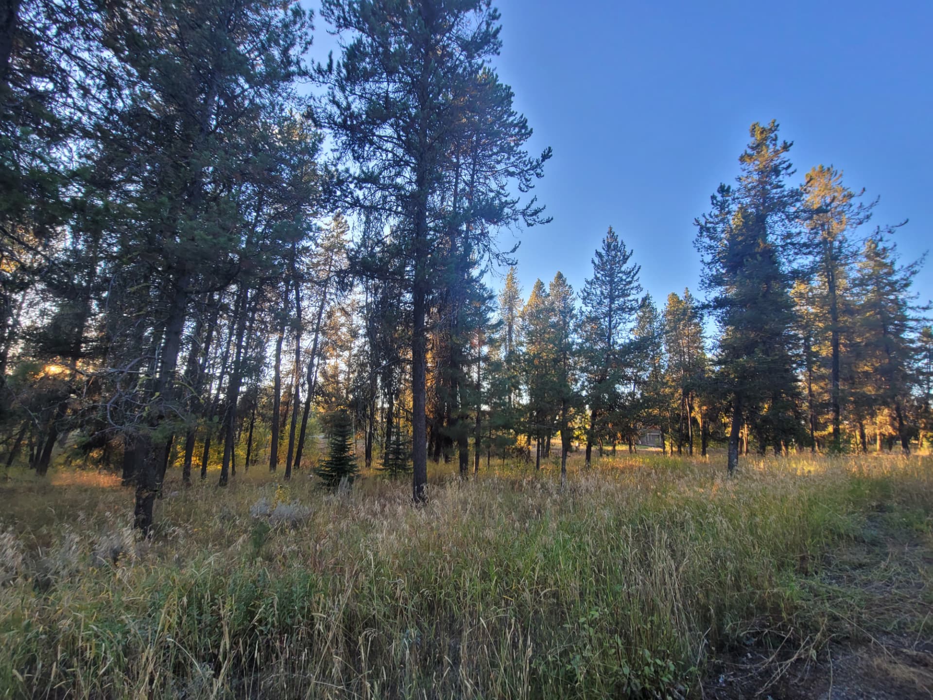 Overgrown timber stand thinned and mulched - before