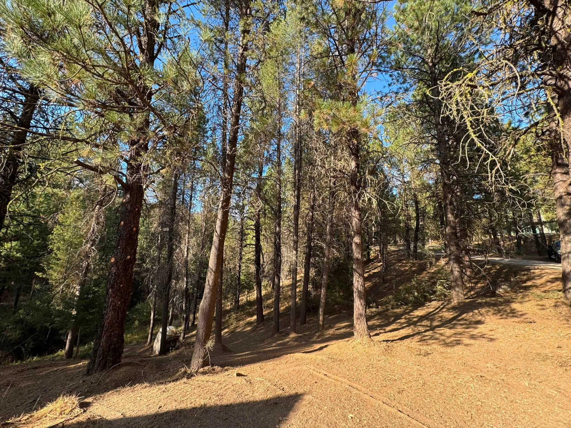 Clean, fire-wise forest thinning - after