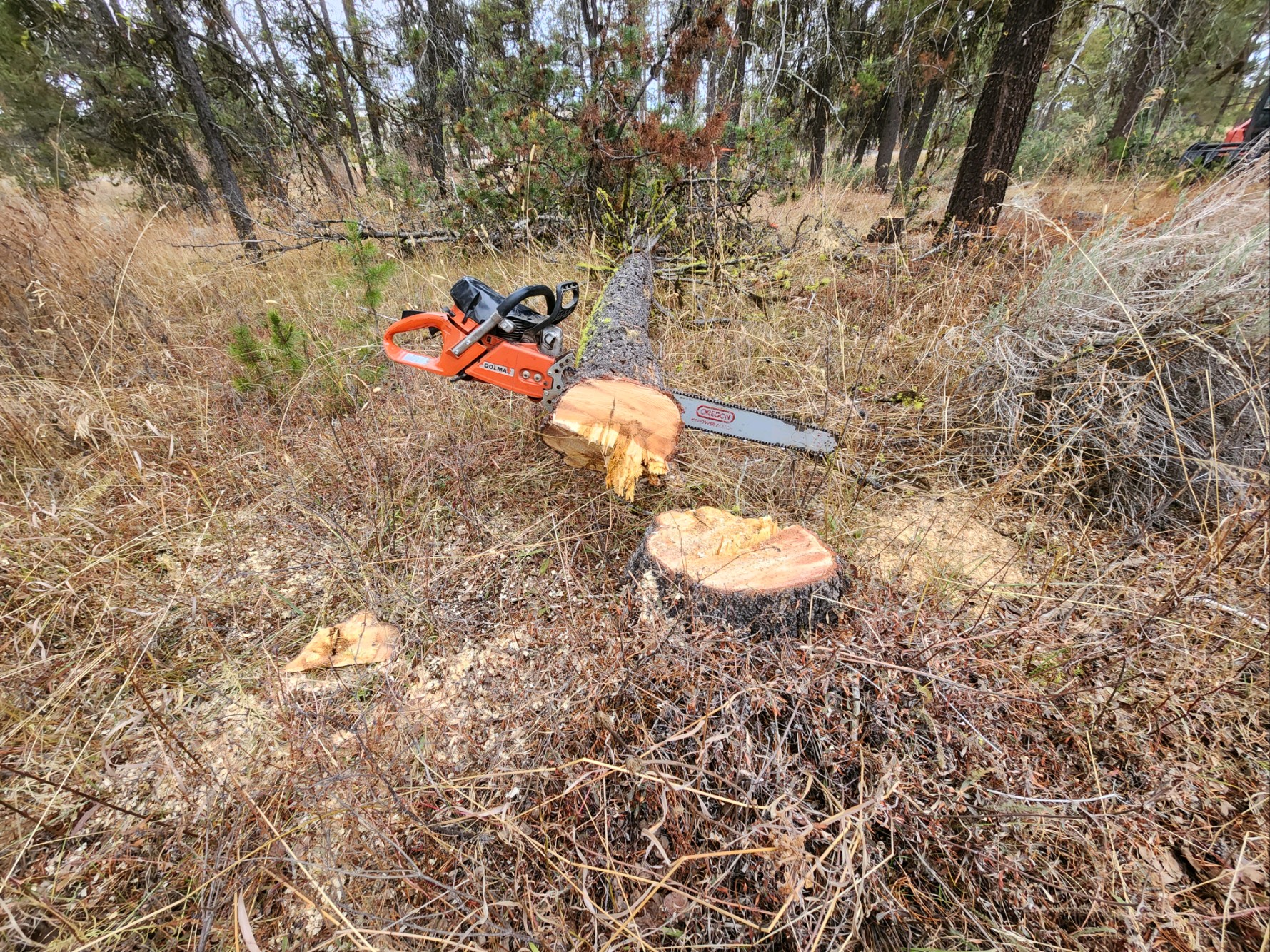 Tree Service